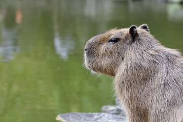 カピバラ