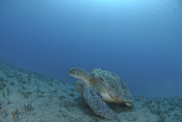 Obraz premium Green turtle on a bed of seagrass.