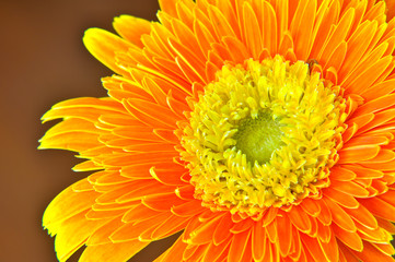 Close up Orange Gerbera