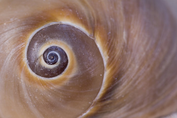 sea shell