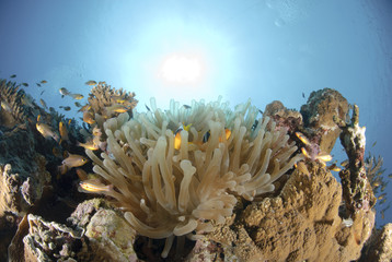 Naklejka na ściany i meble Red Sea anemonefish