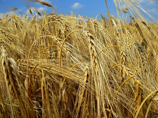 Fototapeta na wymiar Getreide reif zur Ernte