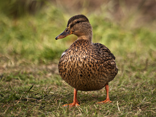 kaczka © Henryk Olszewski