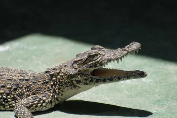 Crédence de cuisine en verre imprimé Crocodile coccodrillo cubano