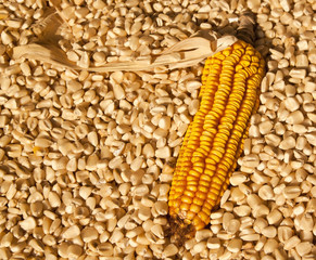 Yellow corn dry  head lying on white corn for a background