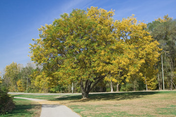fall tree 2