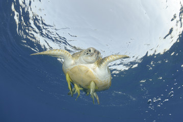Green Sea turtle close to the ocean surface.