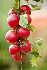 Group of red apples on a branch