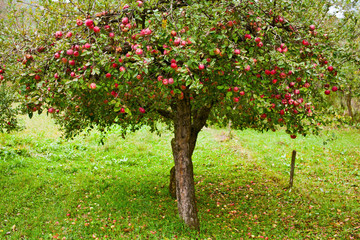 Fototapeta na wymiar Apple trees orchard