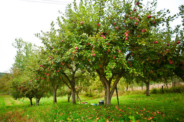 Fototapeta na wymiar Apple trees sad