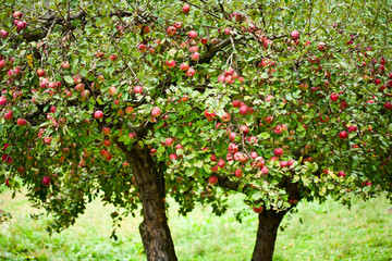 Fototapeta na wymiar Apple trees orchard