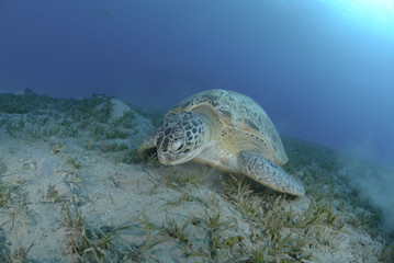 Obraz premium Green turtle on a bed of seagrass.