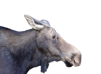 female moose on a white background