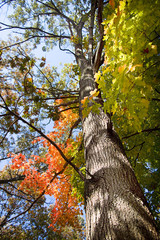 Fototapeta premium look up tree