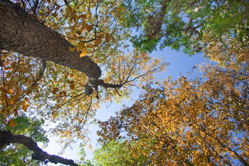 look up trees