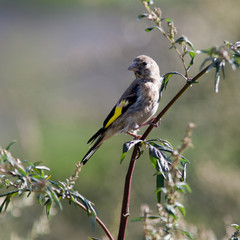 Goldfinch, Carduelis carduelis