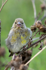 European Greenfinch, Carduelis chloris