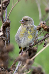 European Greenfinch, Carduelis chloris