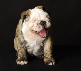 puppy laughing