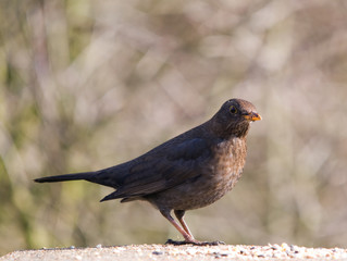 Blackbird Female