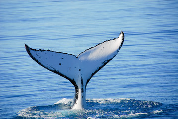 Humpback Whale in Australia