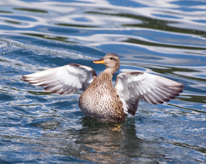 Gadwall Duck