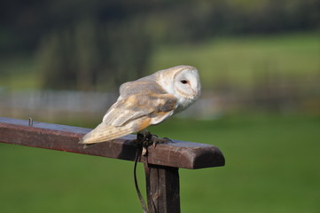 Barn owl