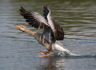 Greylag Goose Landing