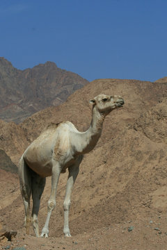 Camel in the Sinai Desert