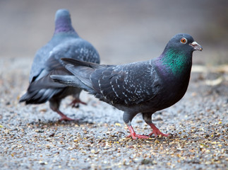 Pigeon Feeding