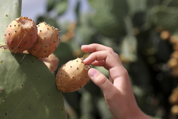 Girl touches cactus © Arkady Chubykin