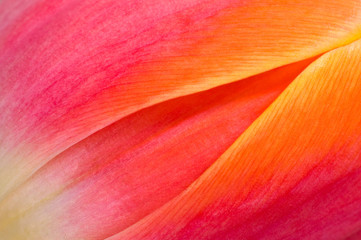 Close-up of tulip - abstract background