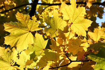Fall yellow maple leaves background