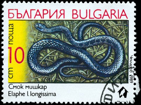 BULGARIA - CIRCA 1989 Aesculapian Snake