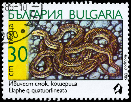 BULGARIA - CIRCA 1989 Four-lined Snake