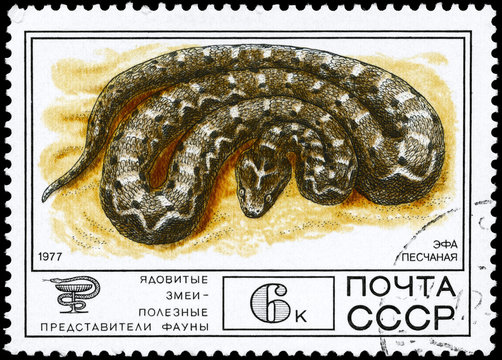 USSR - CIRCA 1977 Carpet Viper