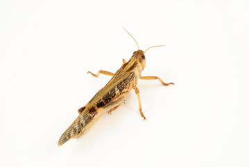 migratory locust (locusta migratoria) - walking away