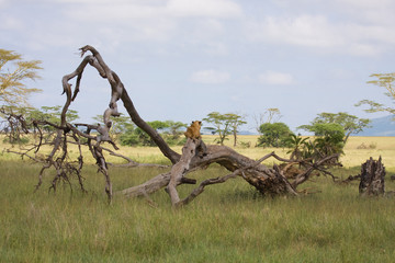 Tanzania safari fotografico