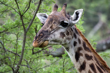 Giraffa africana