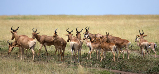 Gruppo di acefali africani