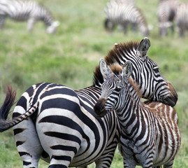 Zebra con cucciolo