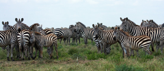 Fototapeta na wymiar Branco di Zebre Serengeti Tanzania Africa