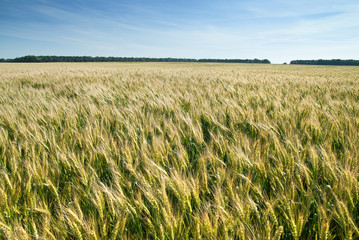 meadow with wheat
