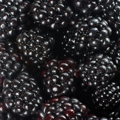 background from blackberry
