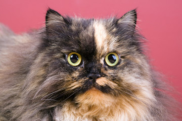 Portrait of tortoiseshell persian cat.