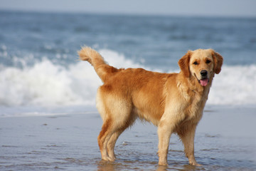 golden retriever