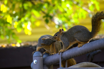 Two Squirrels in Love