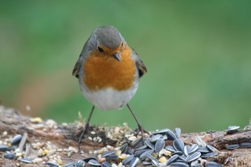 rouge-gorge