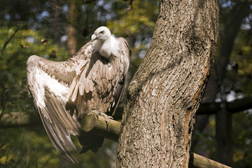 Griffon Vulture