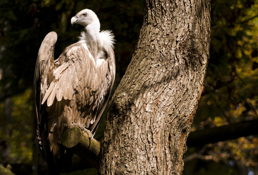 Griffon Vulture